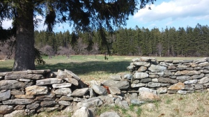 Stone wall at Notchview in Windsor, MA